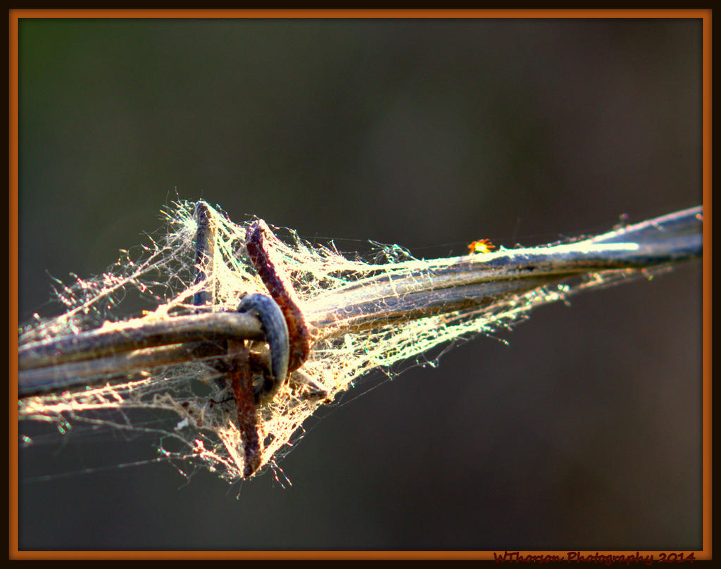 Webbed Barbed Wire.jpg