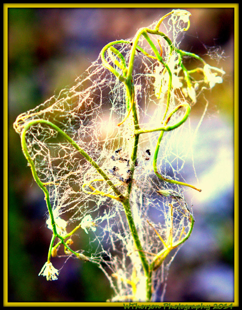 Webbed Flower.jpg