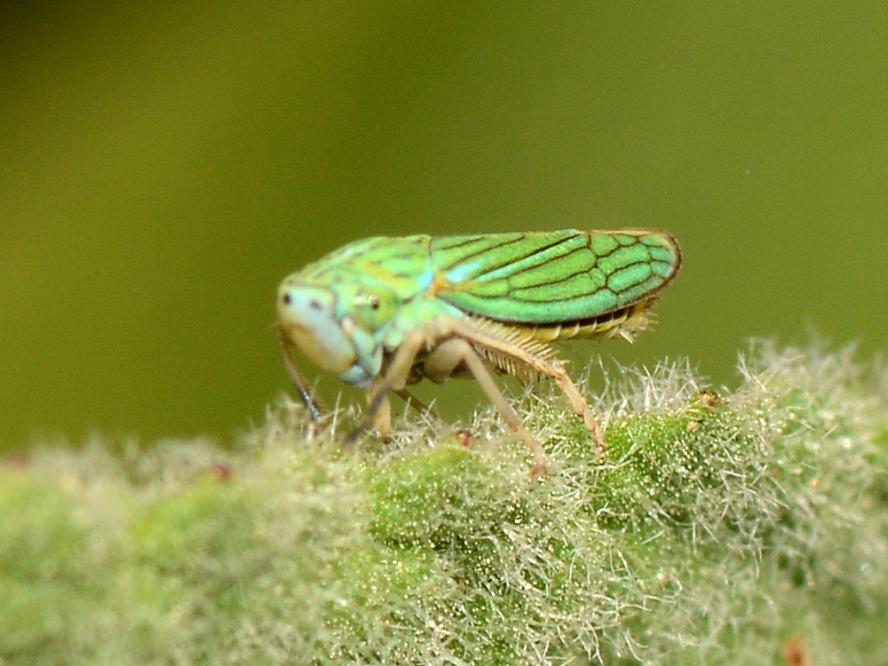 WeeBug.jpg