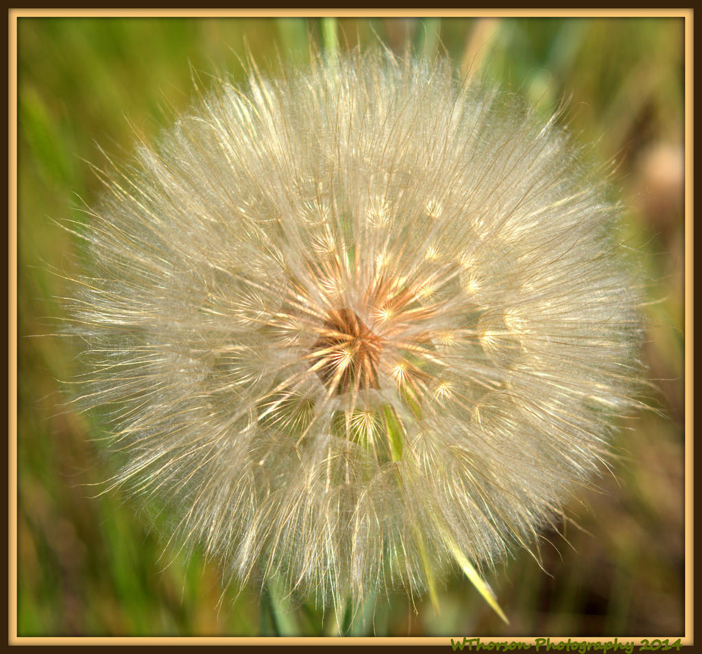 Weed gone to Seed.jpg