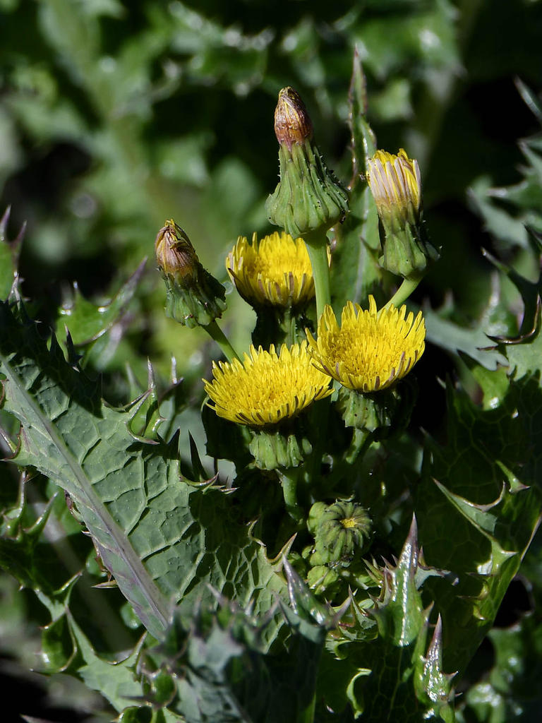 Weeds2.jpg