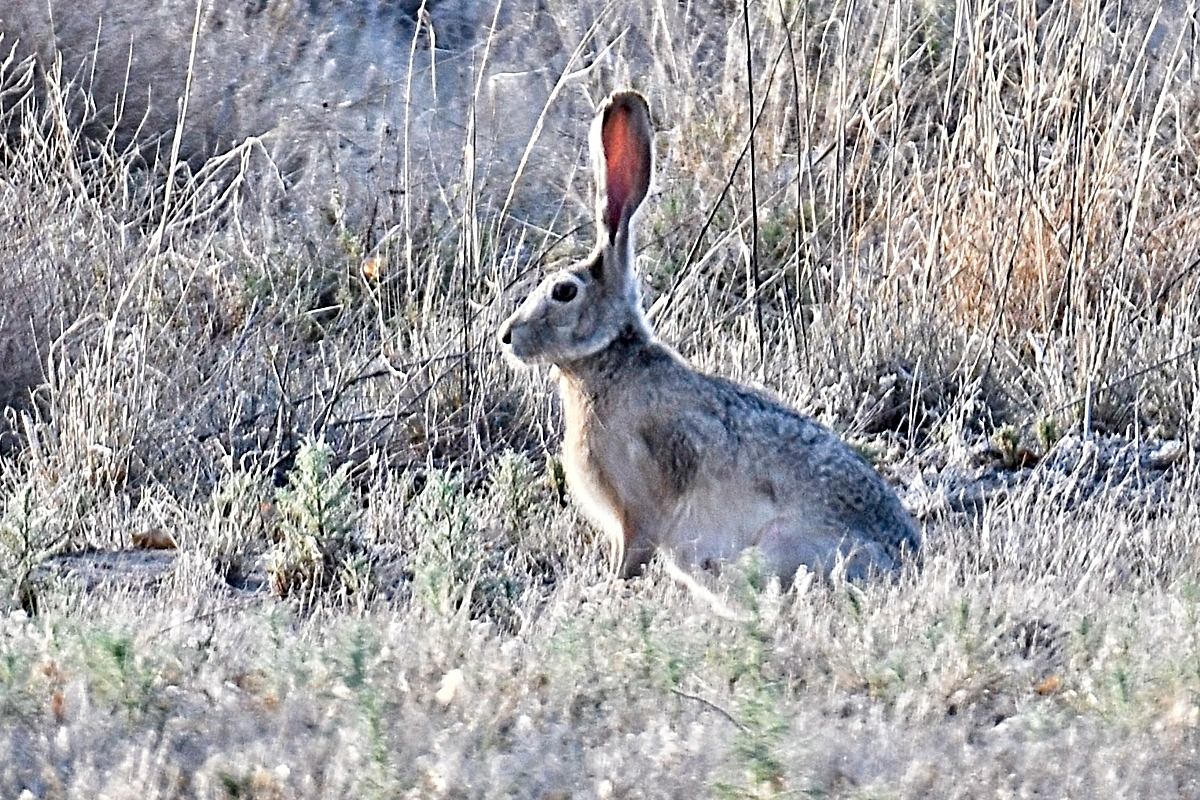 Weekly Wildlife 1 JACKRABBIT_D503735_ON1.jpg