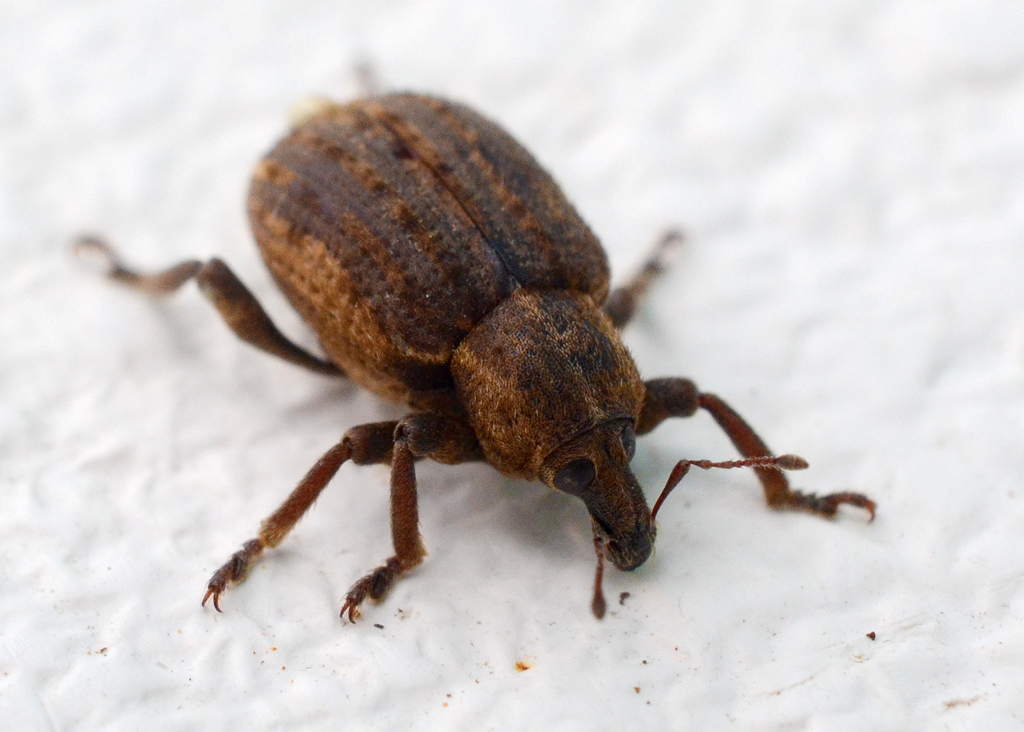 Weevil.jpg
