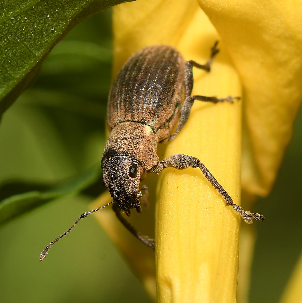 Weevil.jpg