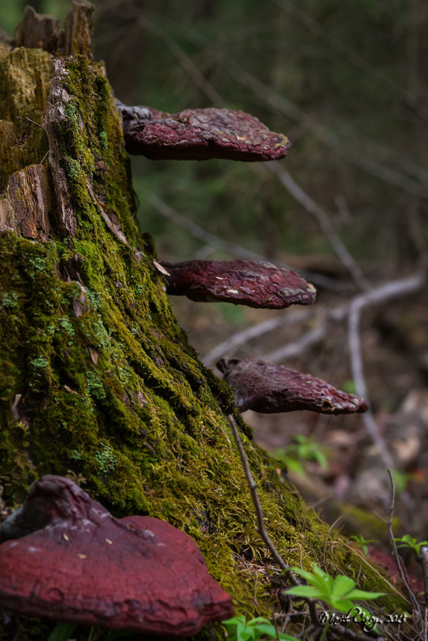weird mushrooms.jpg