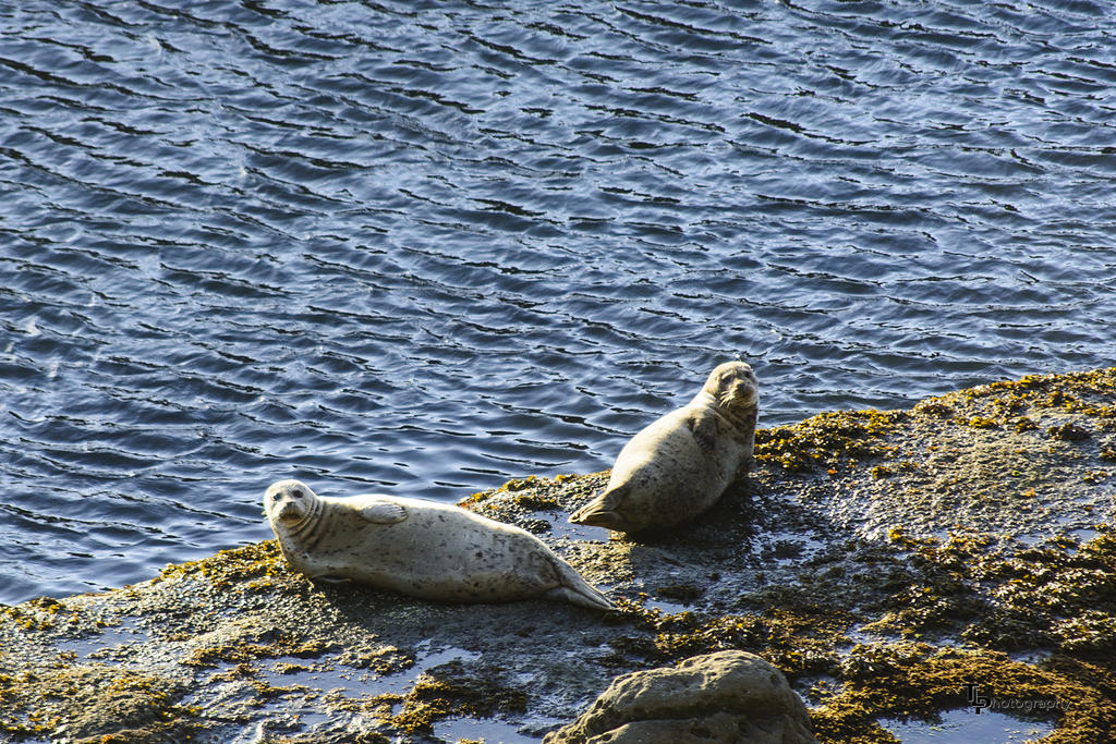 West Coast Trip Seals 1.jpg