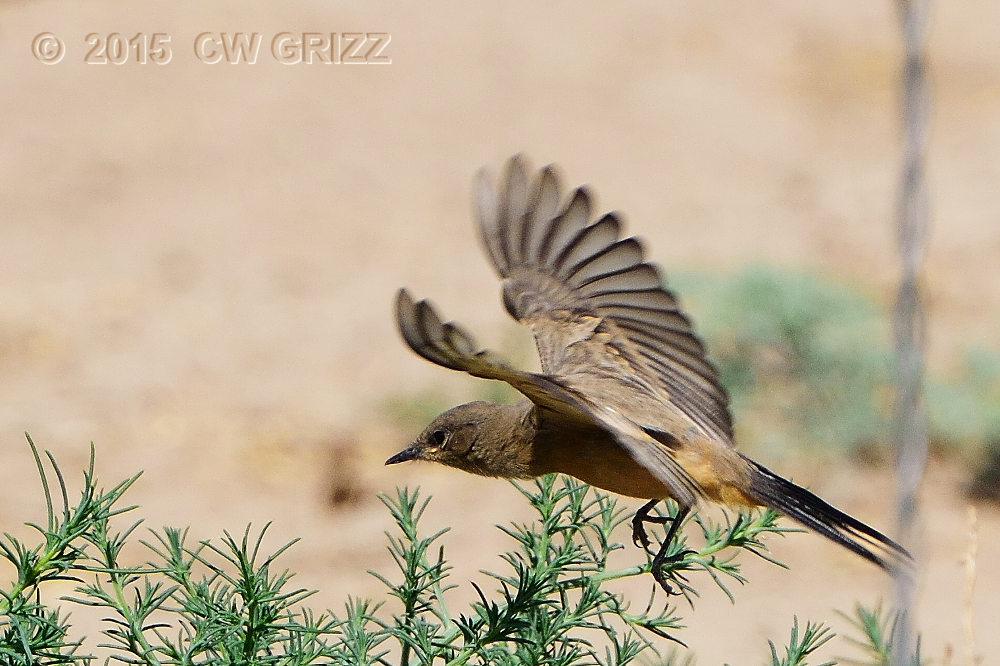 western kingbird-cr.jpg