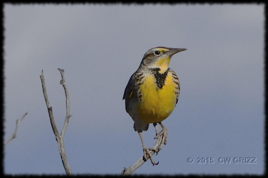 western-meadowlark-cr_D71_151225_DSC0335.jpg