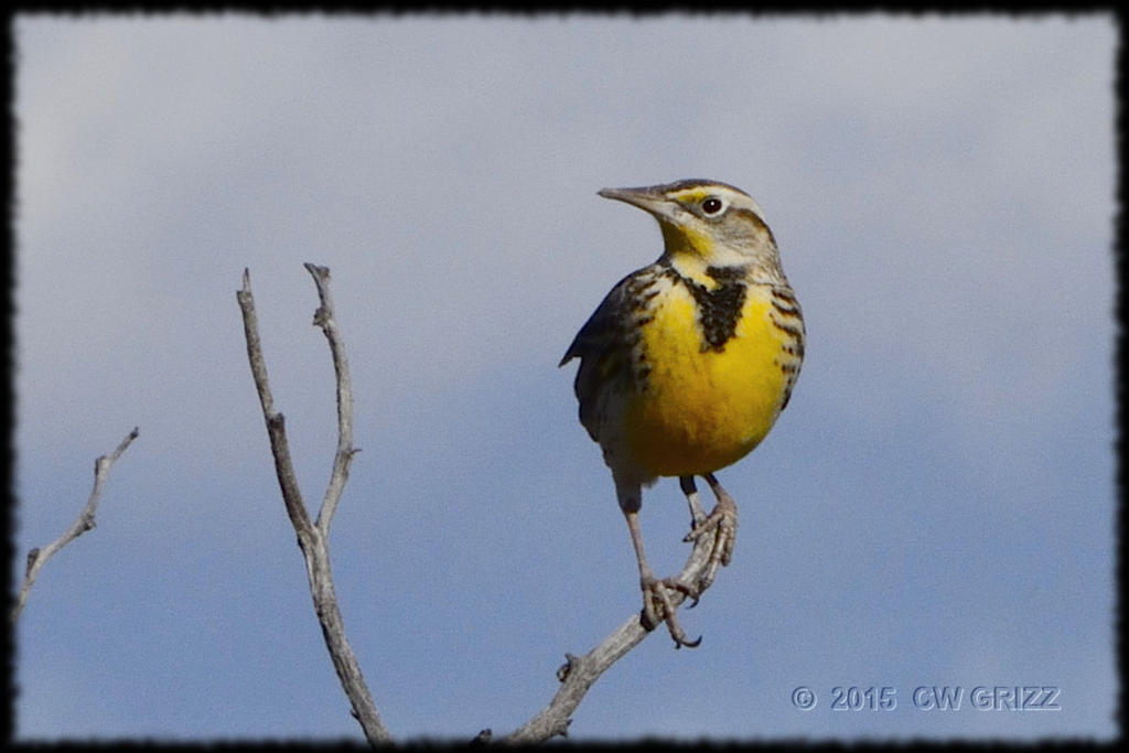 western-meadowlark-cr_D71_151225_DSC0340.jpg