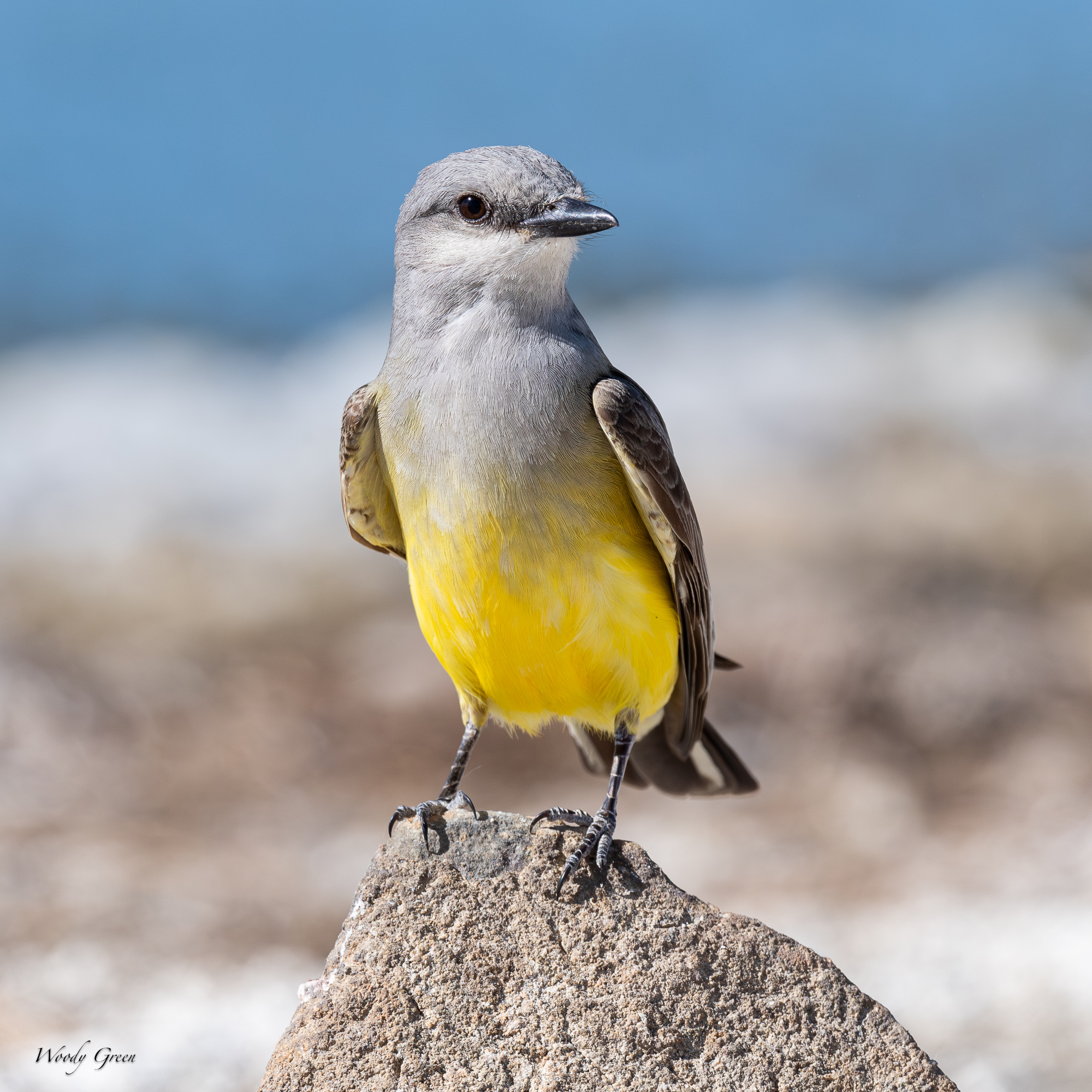 WesternFlycatcher-670.jpg