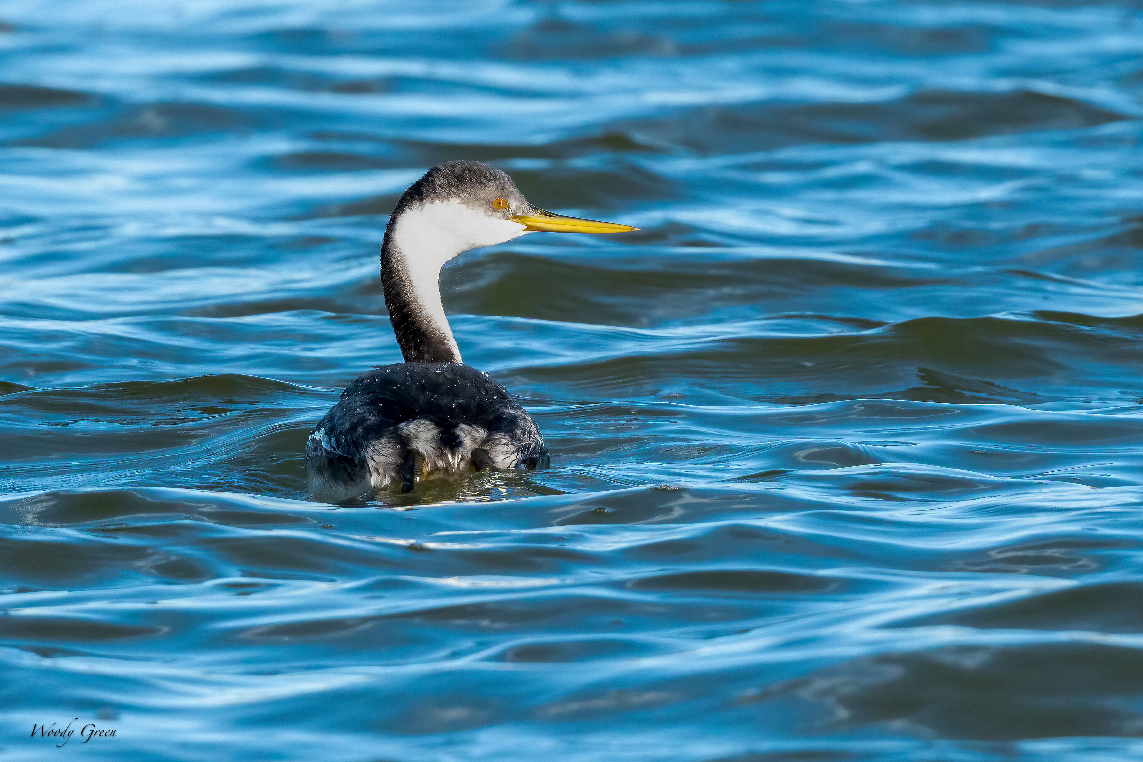 WesternGrebe-241.jpg