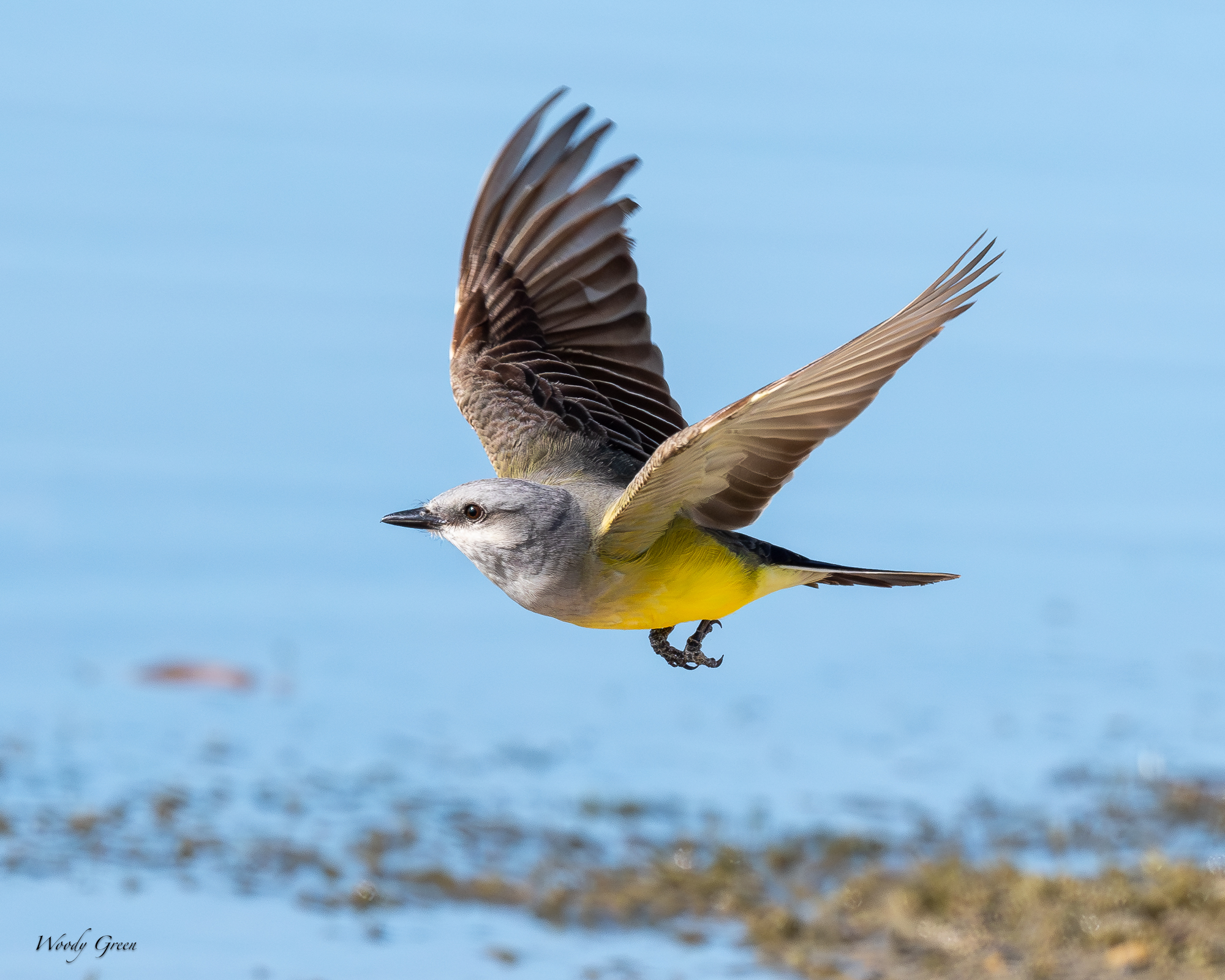 WesternKingbirdFlight-659.jpg