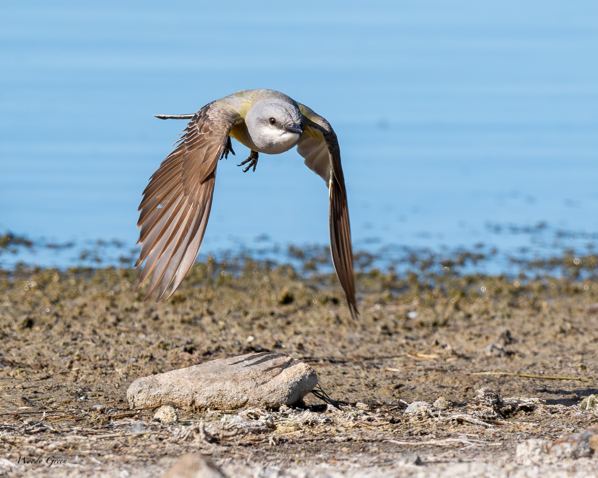 WesternKingbirdFlight-660.jpg