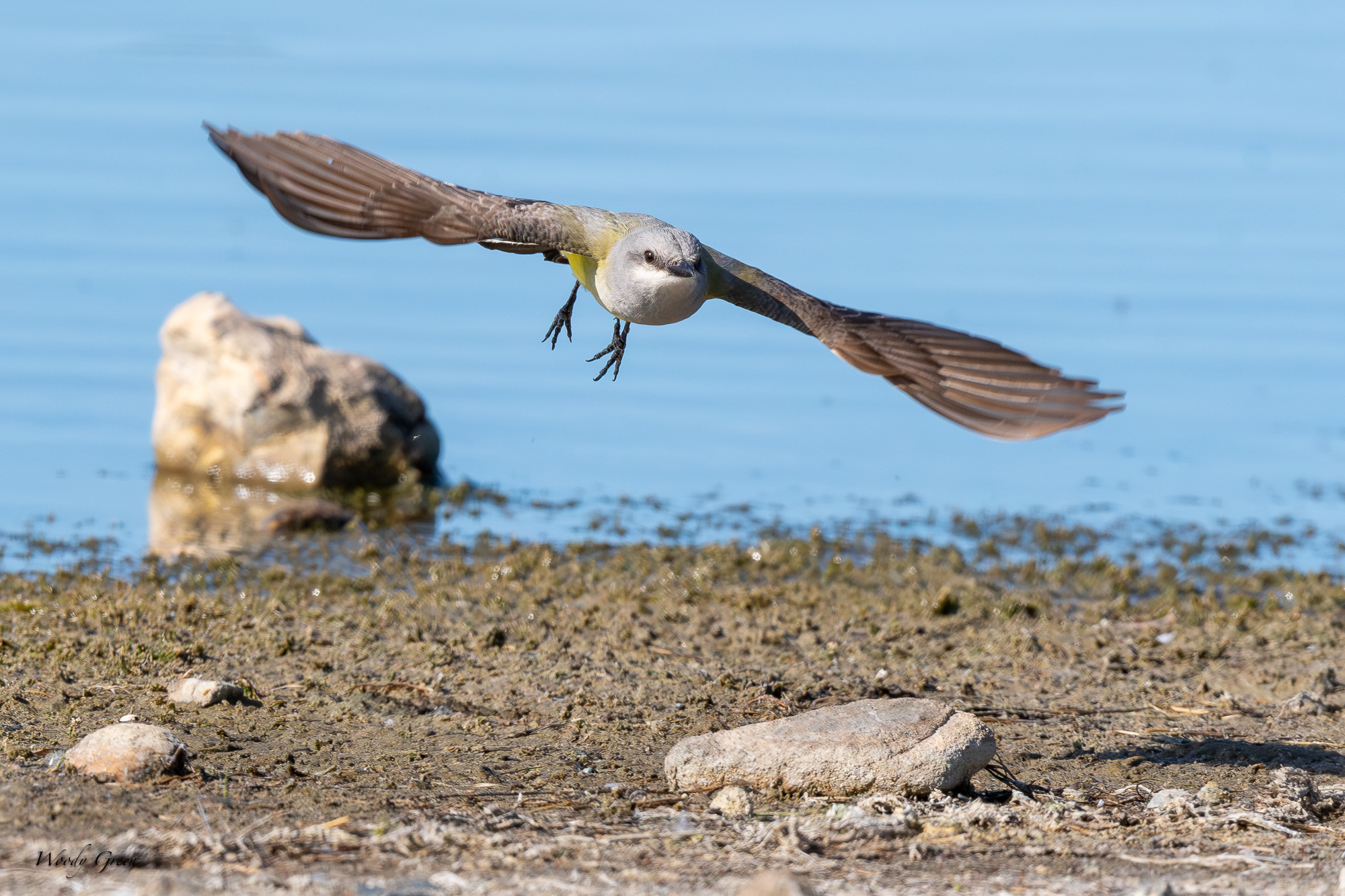 WesternKingbirdFlight-661.jpg