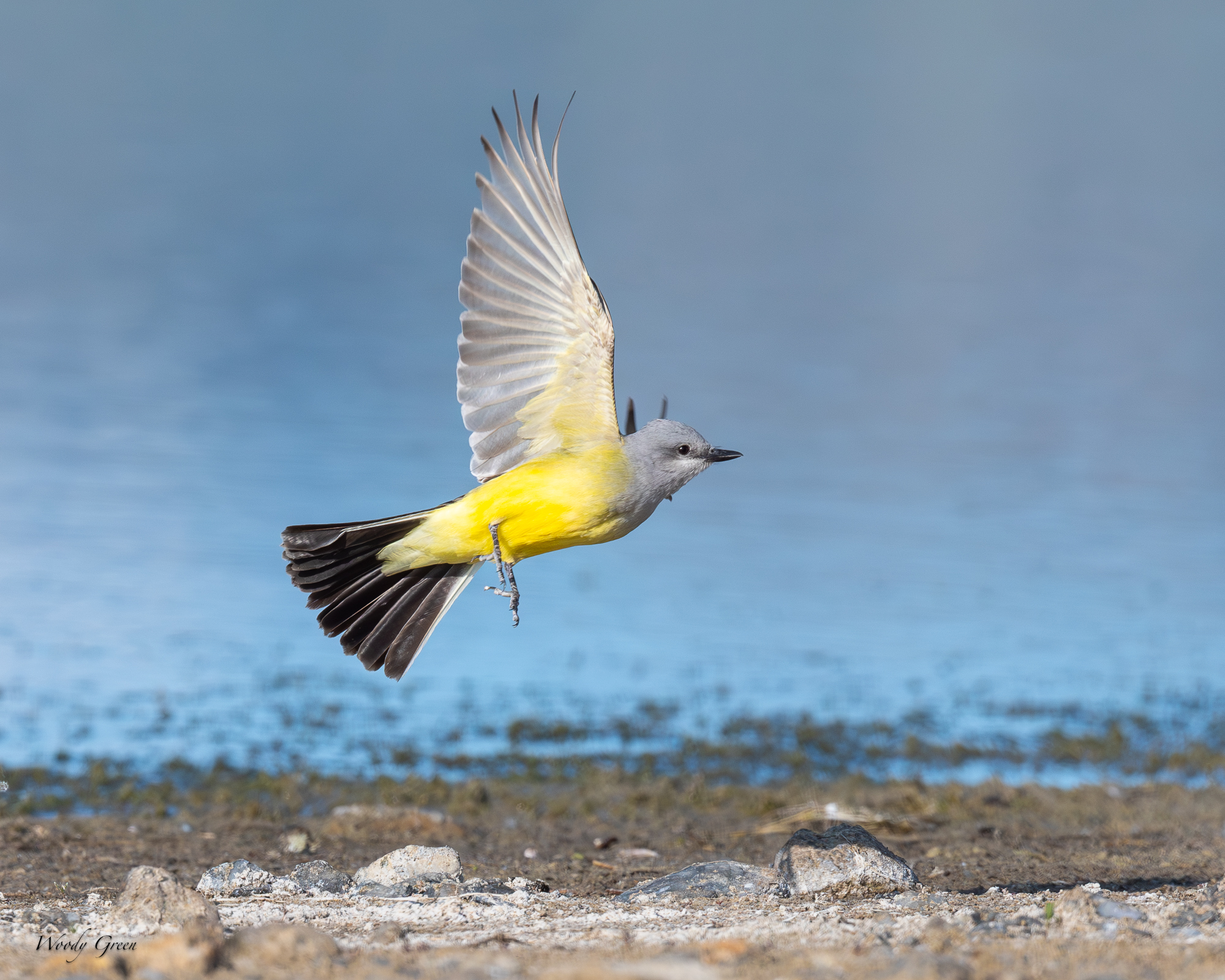 WesternKingbirdFlight-662.jpg
