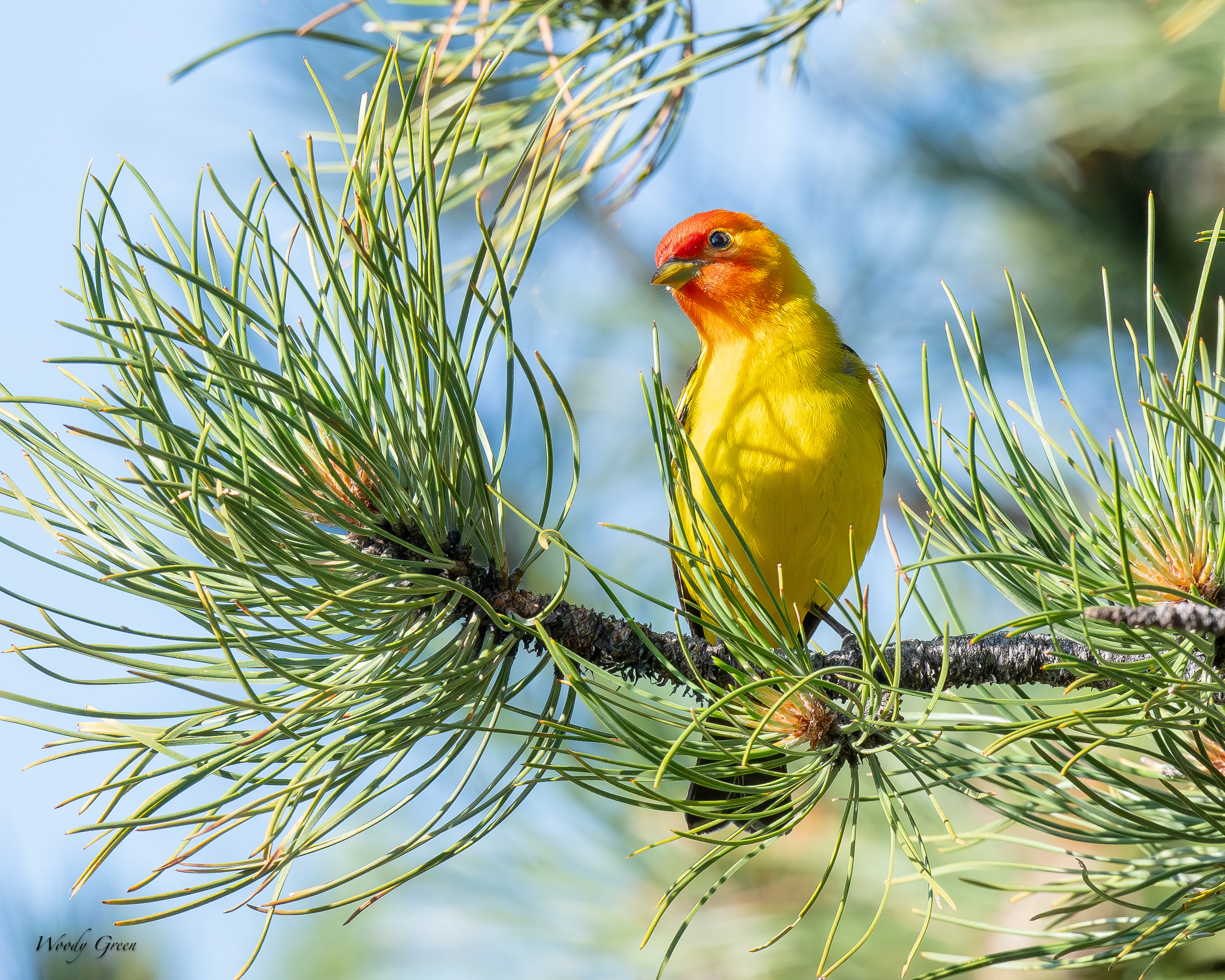 WesternTanager-205.jpg