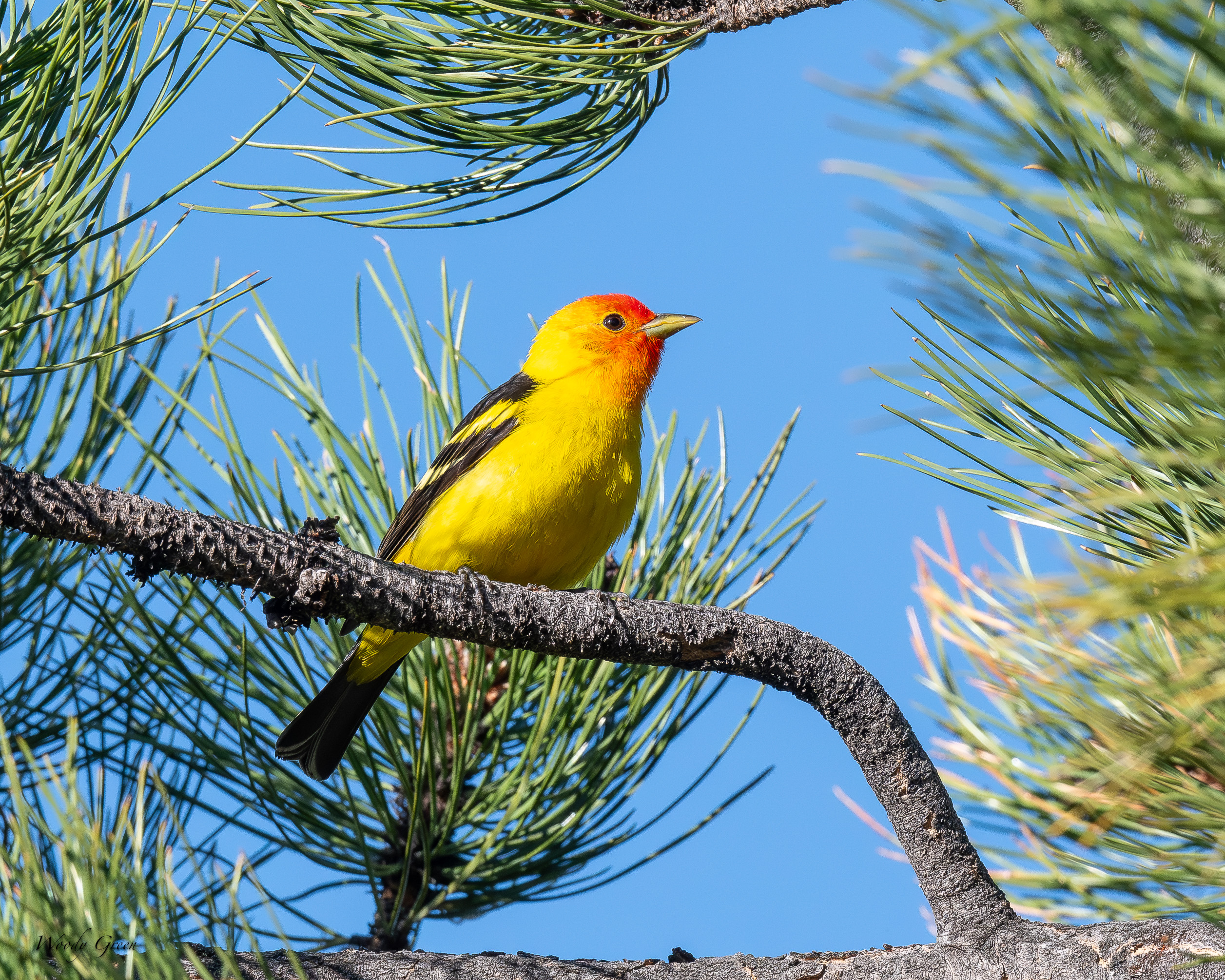 WesternTanager-206.jpg