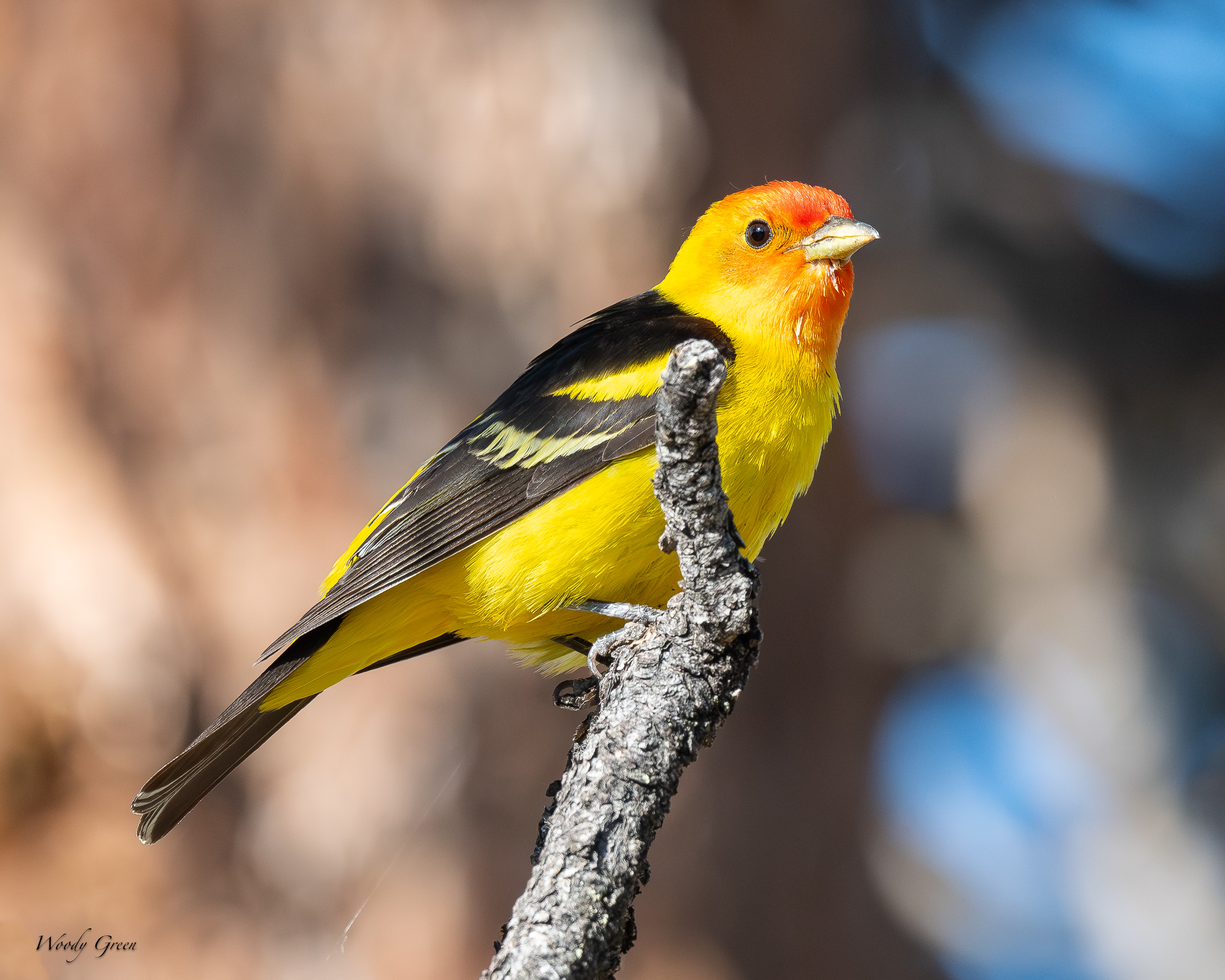 WesternTanager-224.jpg