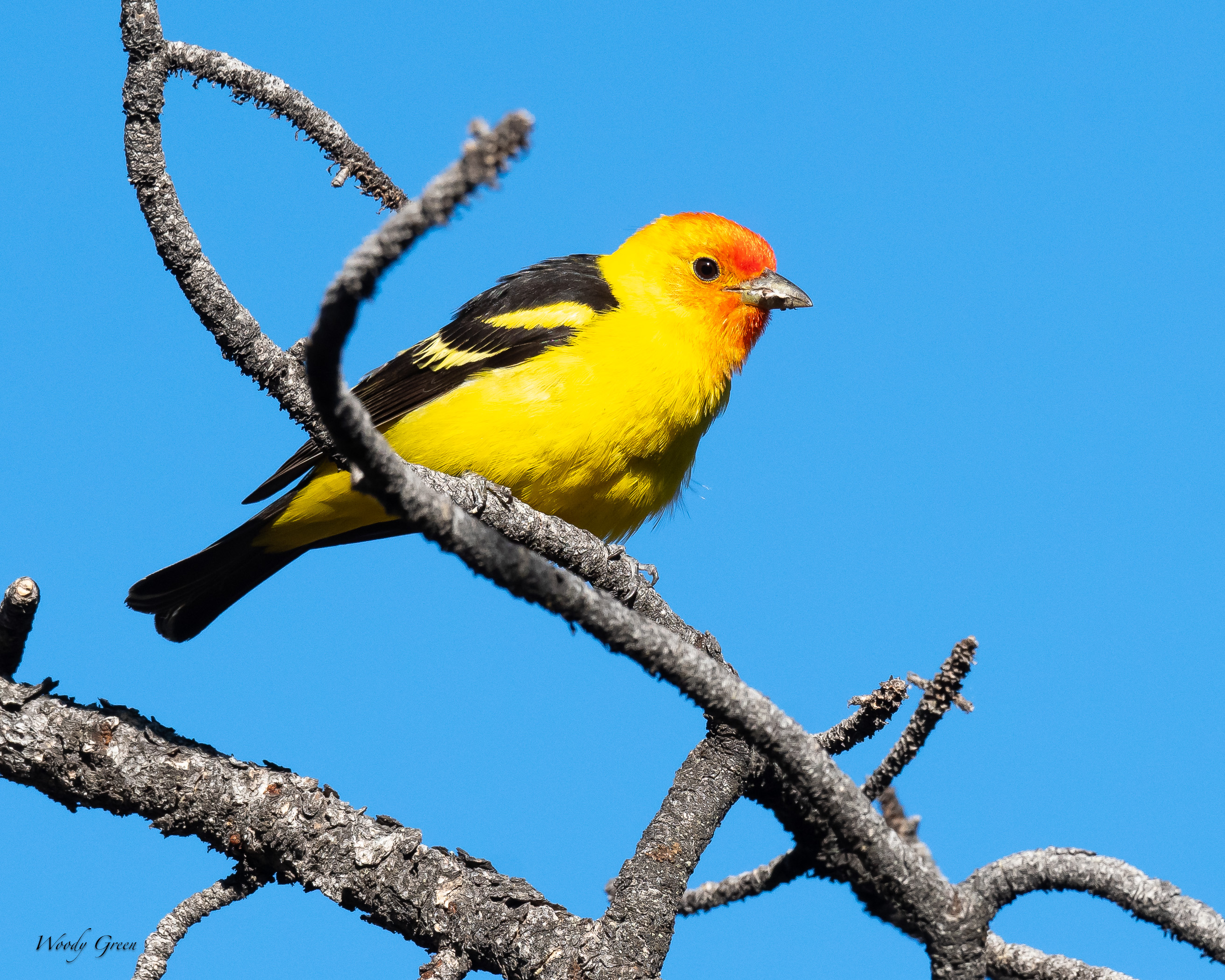 WesternTanager-226.jpg