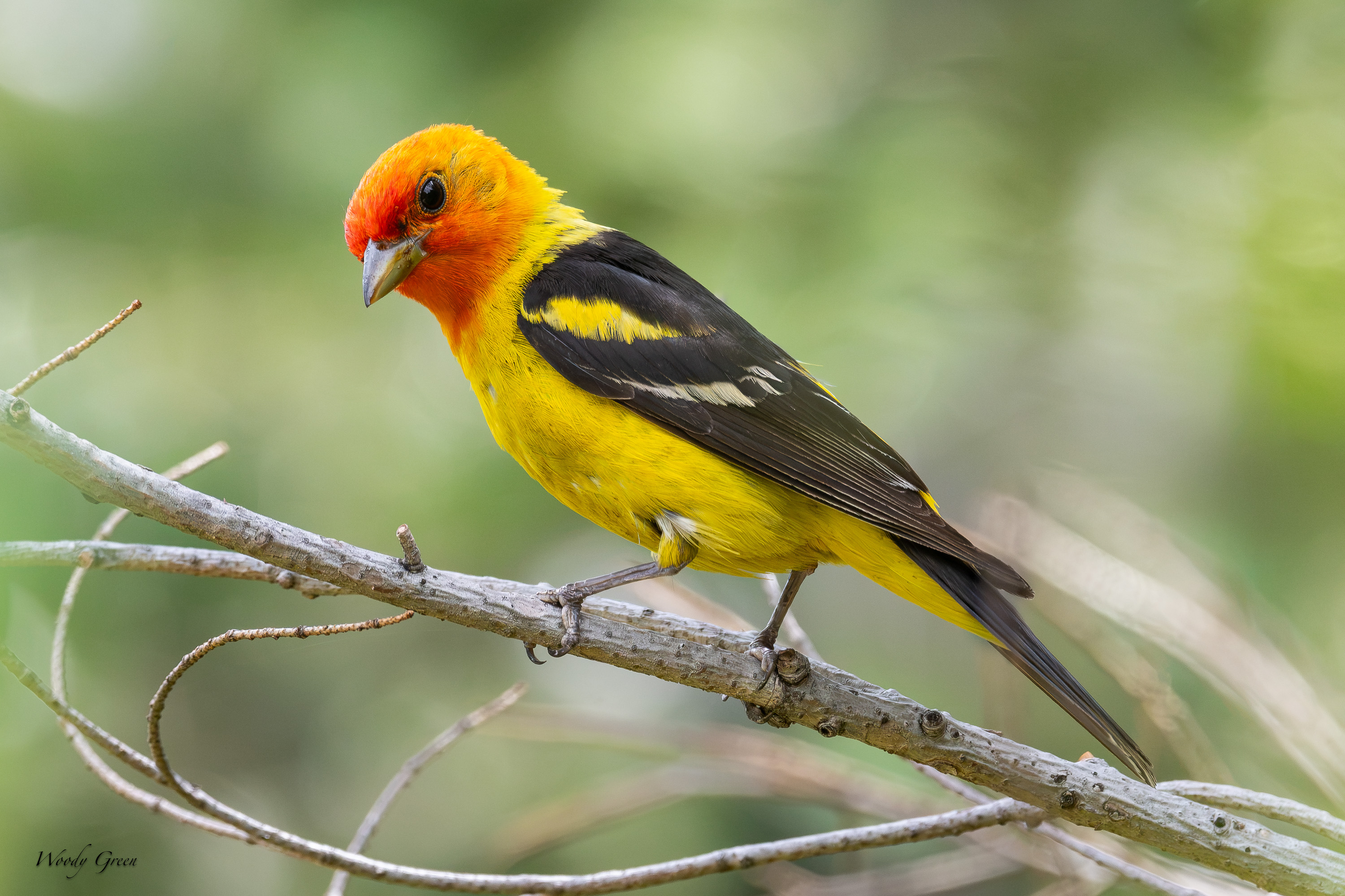 WesternTanager-703.jpg