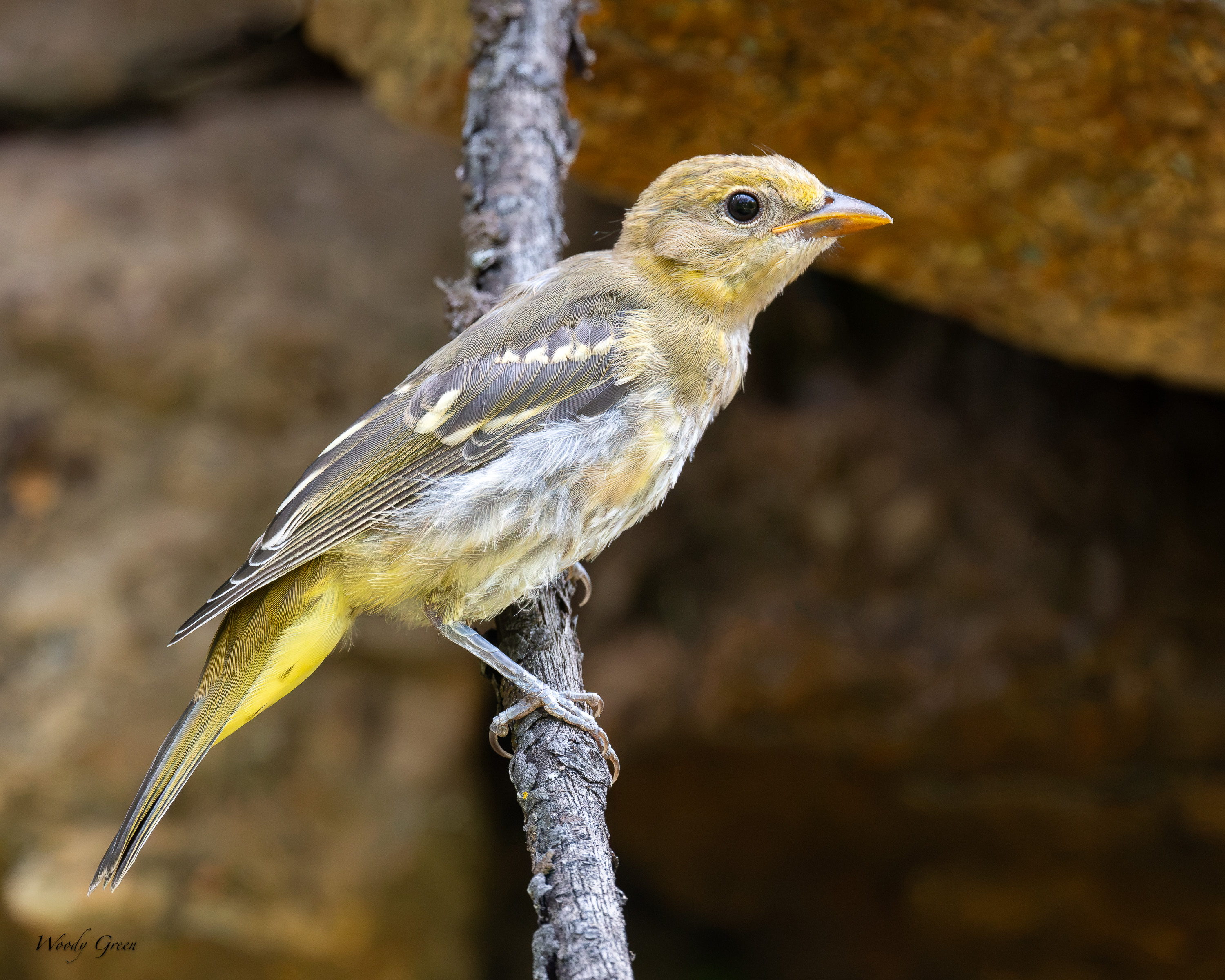 WesternTanager-705.jpg