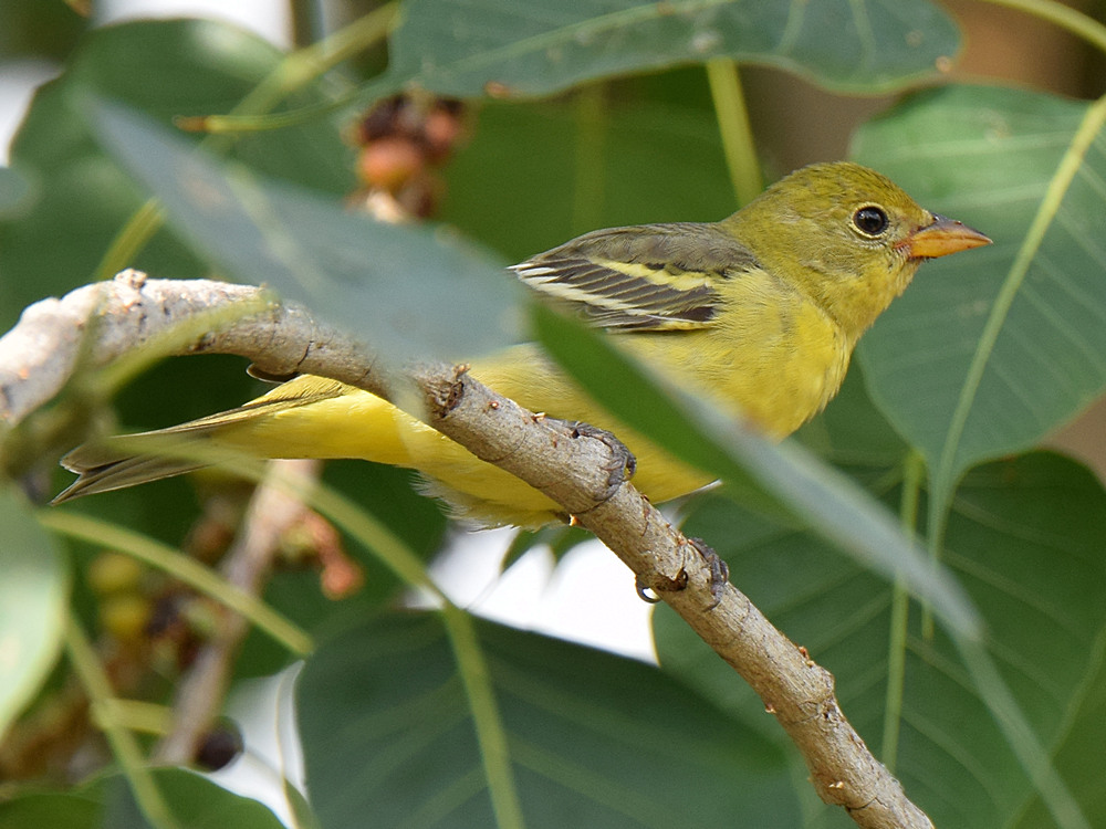 WesternTanager.jpg