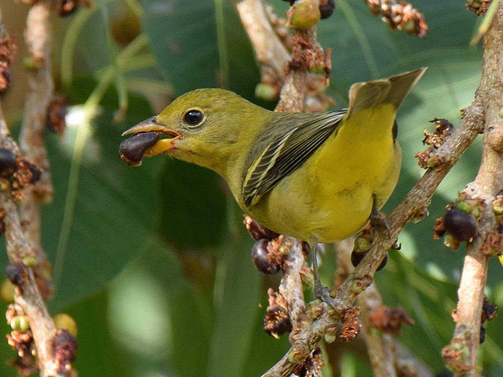 WesternTanager2.jpg