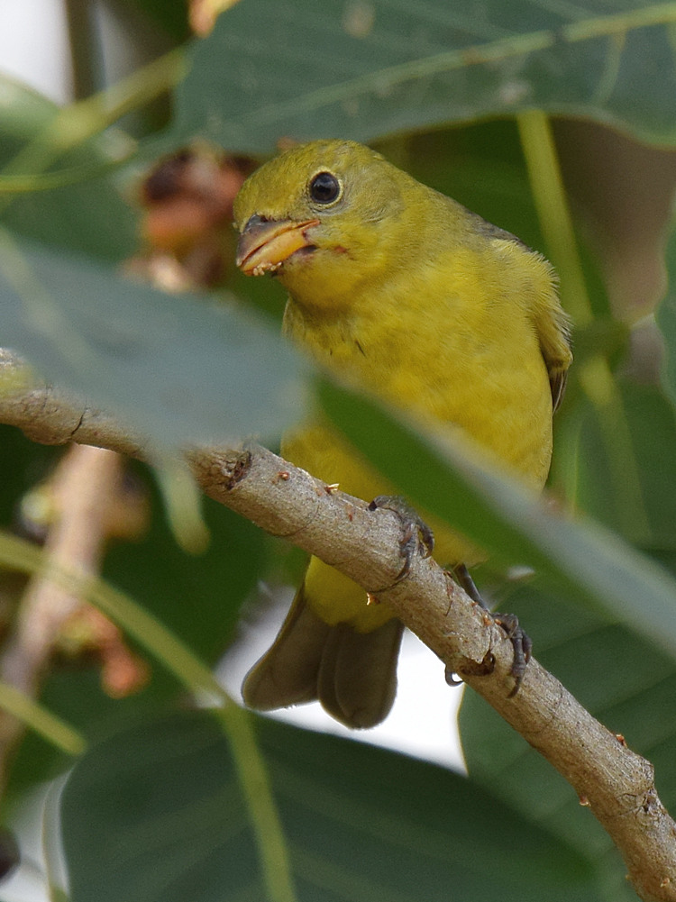 WesternTanager3.jpg