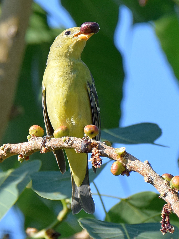 WesternTanager4.jpg