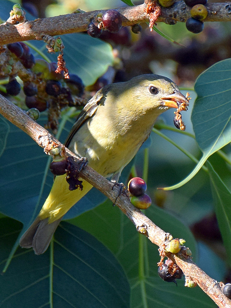 WesternTanager5.jpg