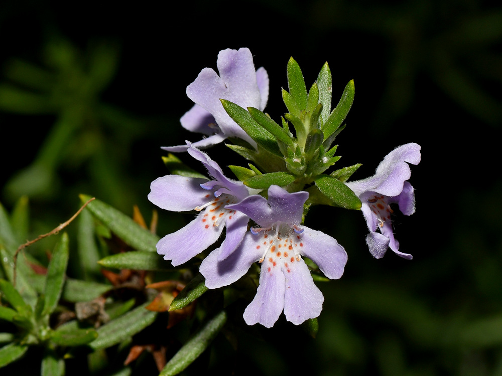 Westringia2.jpg