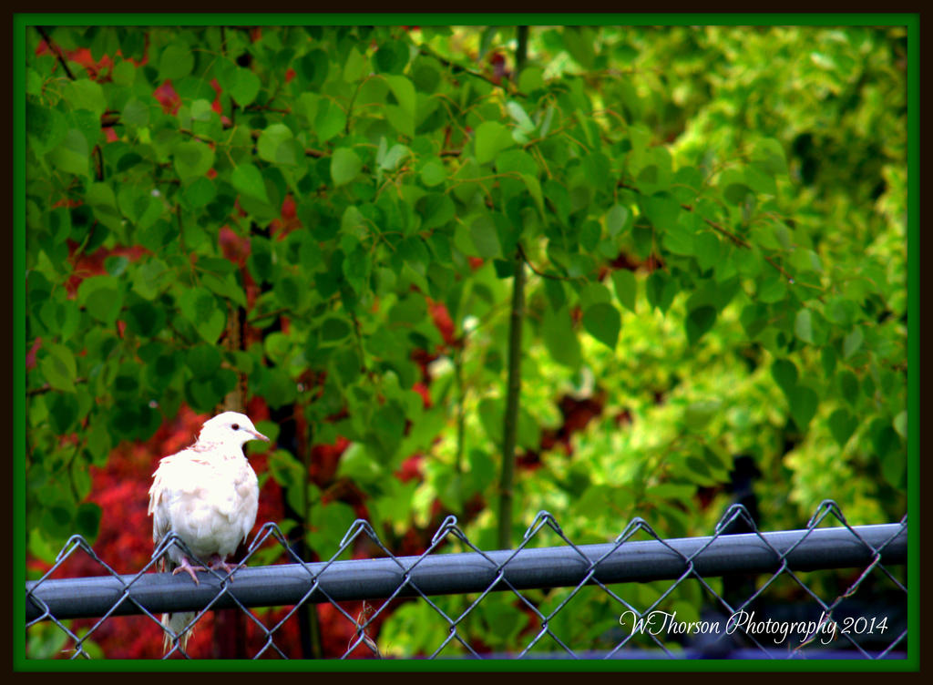 Wet Dove.jpg