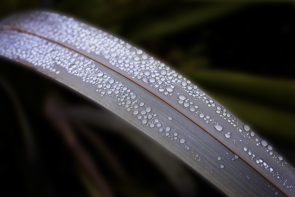 Wet Leaf 1000 PX.jpg