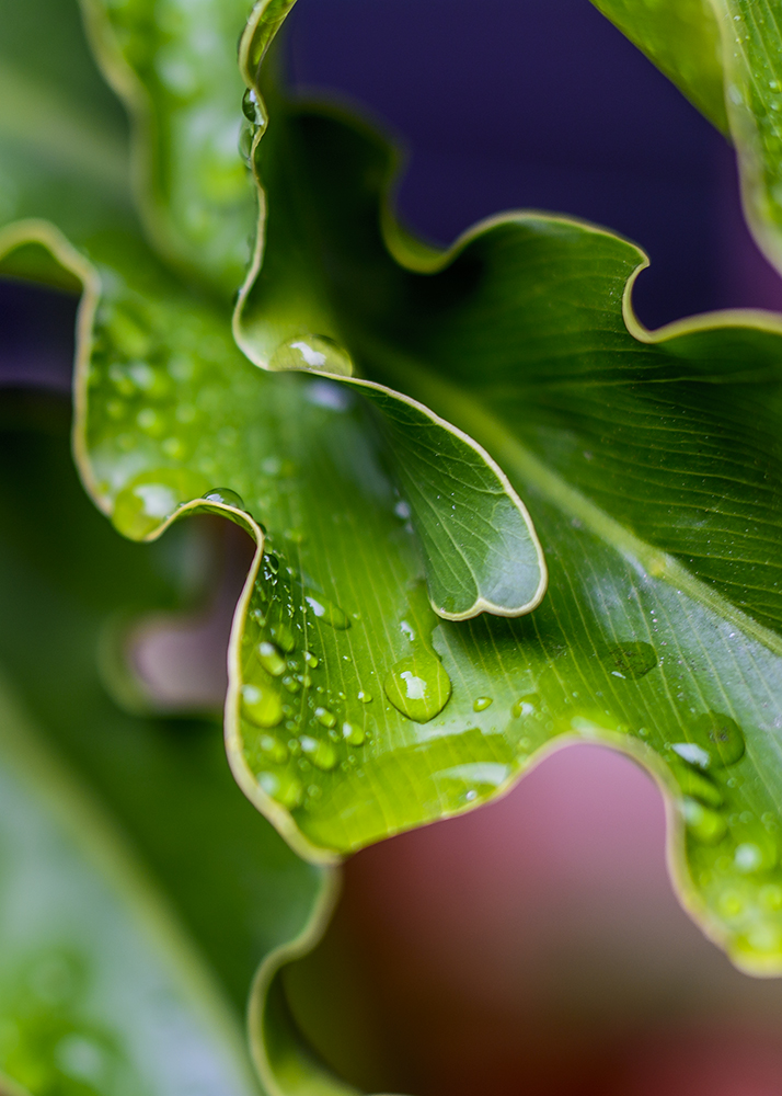 Wet Leaf Sorta Day.jpg