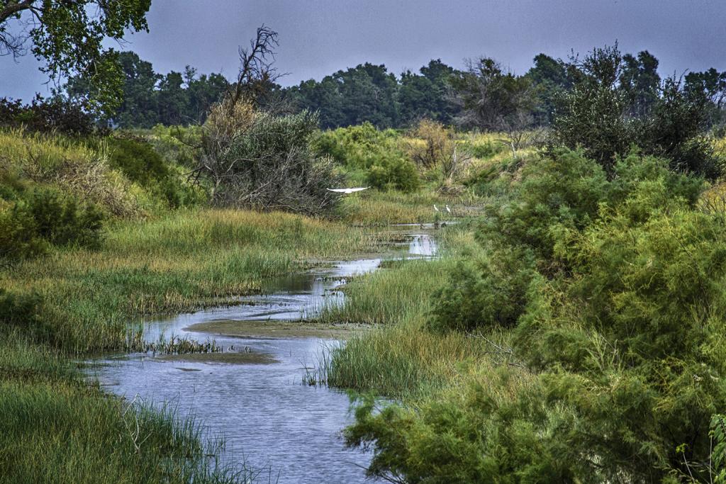 Wetlands4.jpg