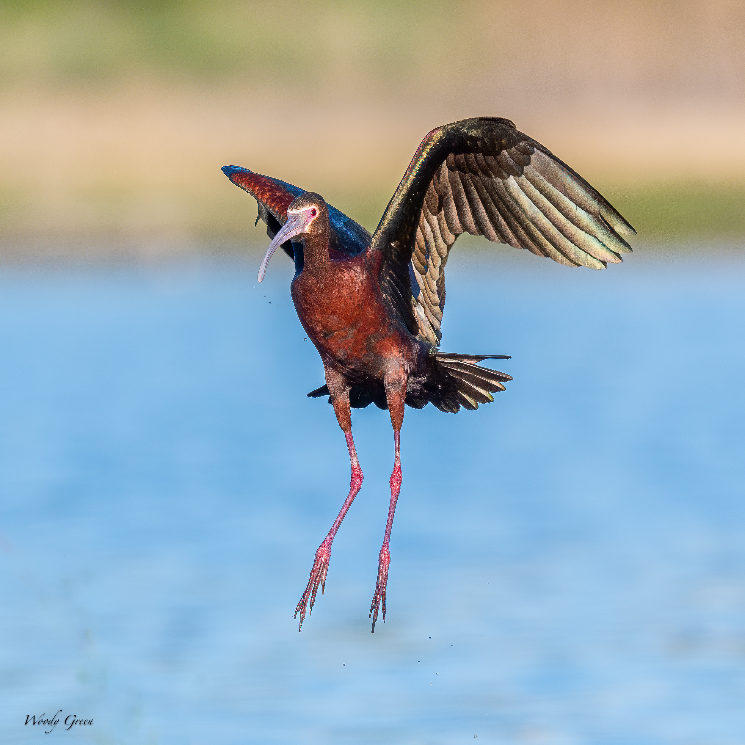 WFIbisFlight-21.jpg