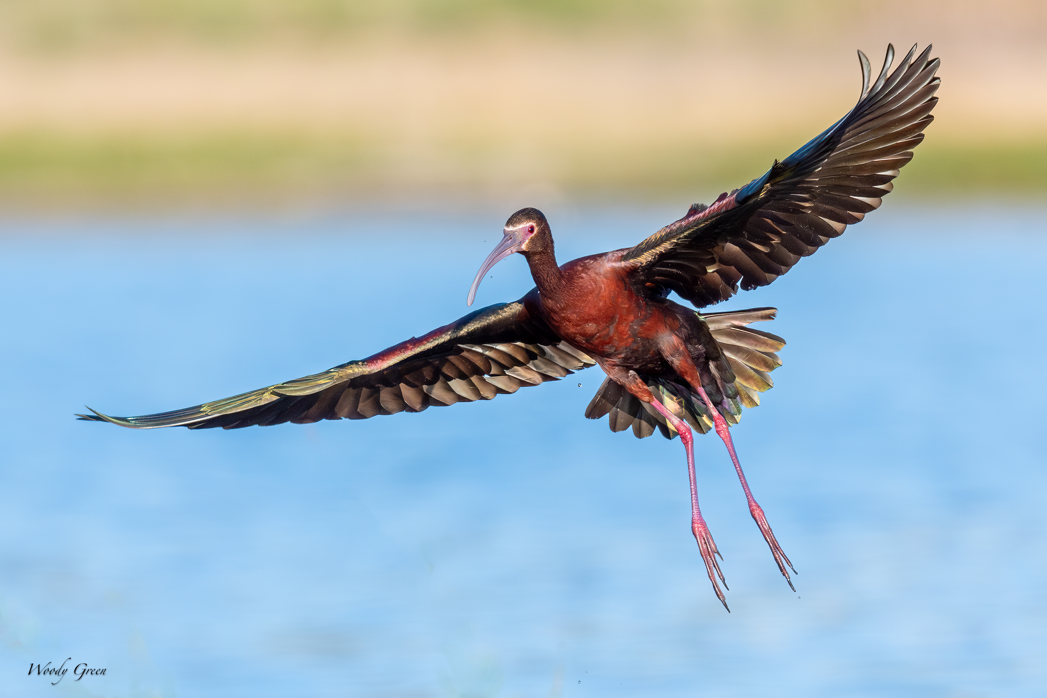 WFIbisFlight-22.jpg