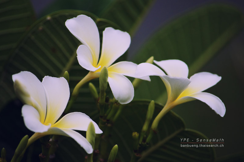 wflower-1.jpg