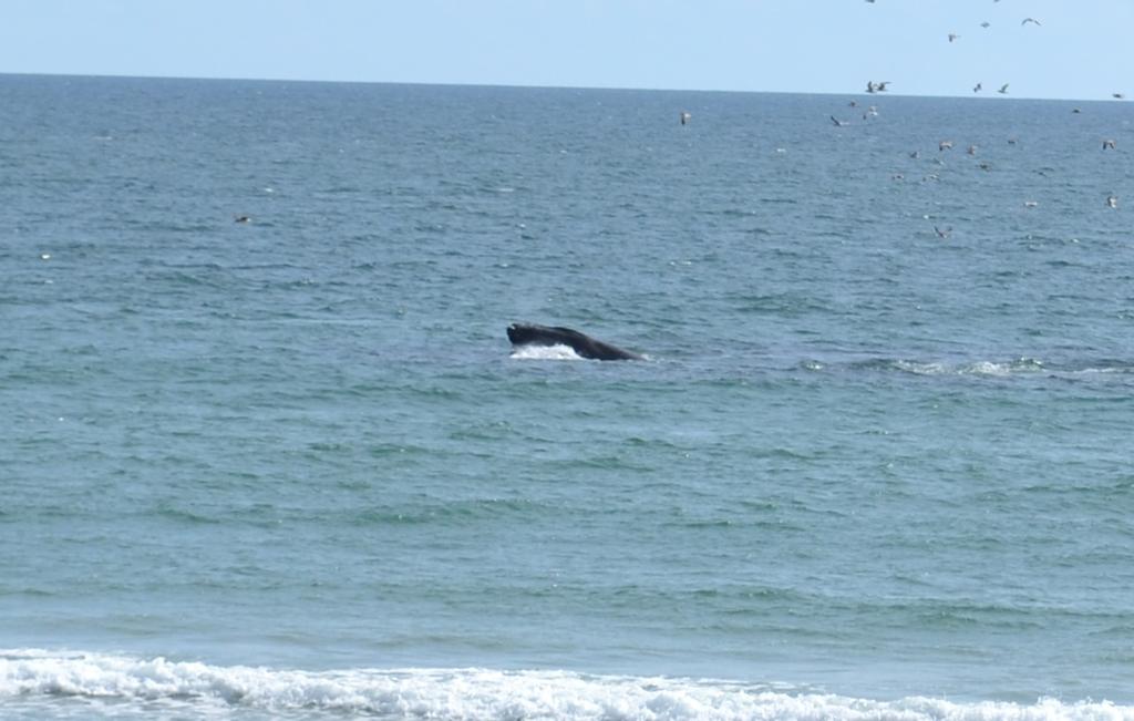 whale.jpg