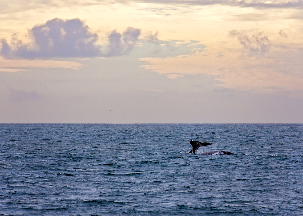 Whale Watching - 23 December 2016.jpg