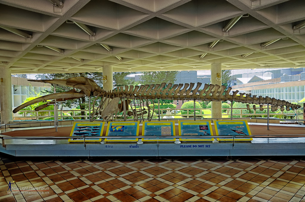 whaleskeleton-1.jpg