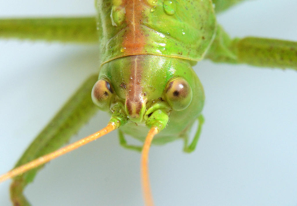 What Katydid.jpg