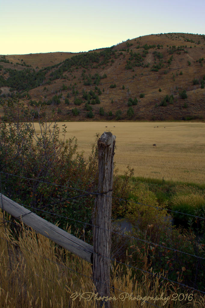 Wheat Field in Lost Creek Canyon  9-10-2016.jpg
