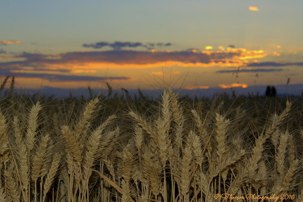 Wheat in the Sunset 7-17-2016.jpg