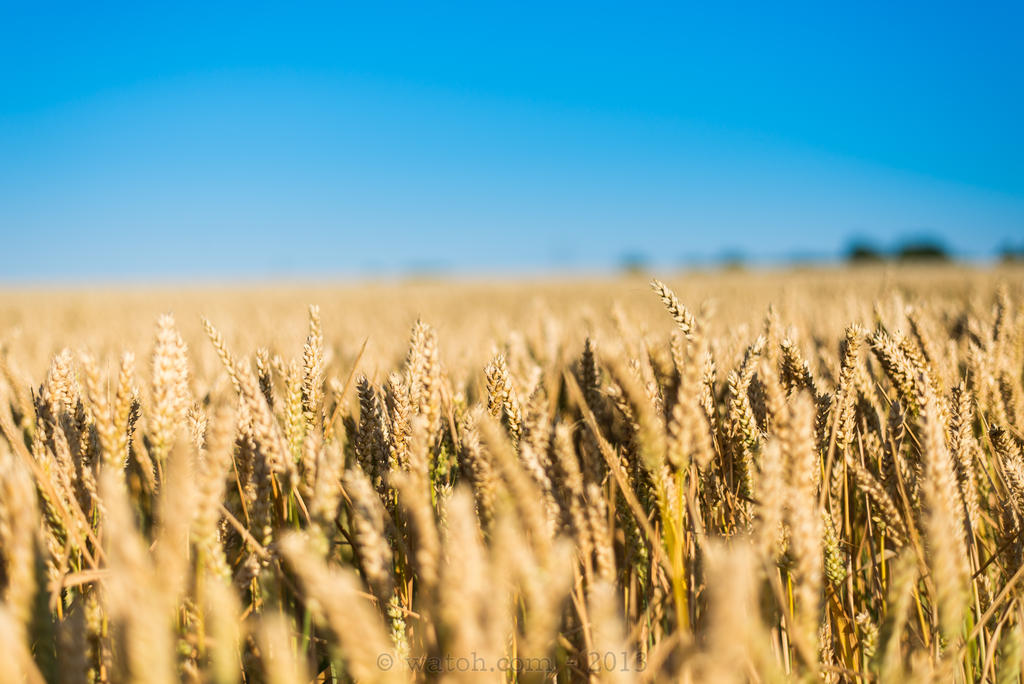 wheat.jpg