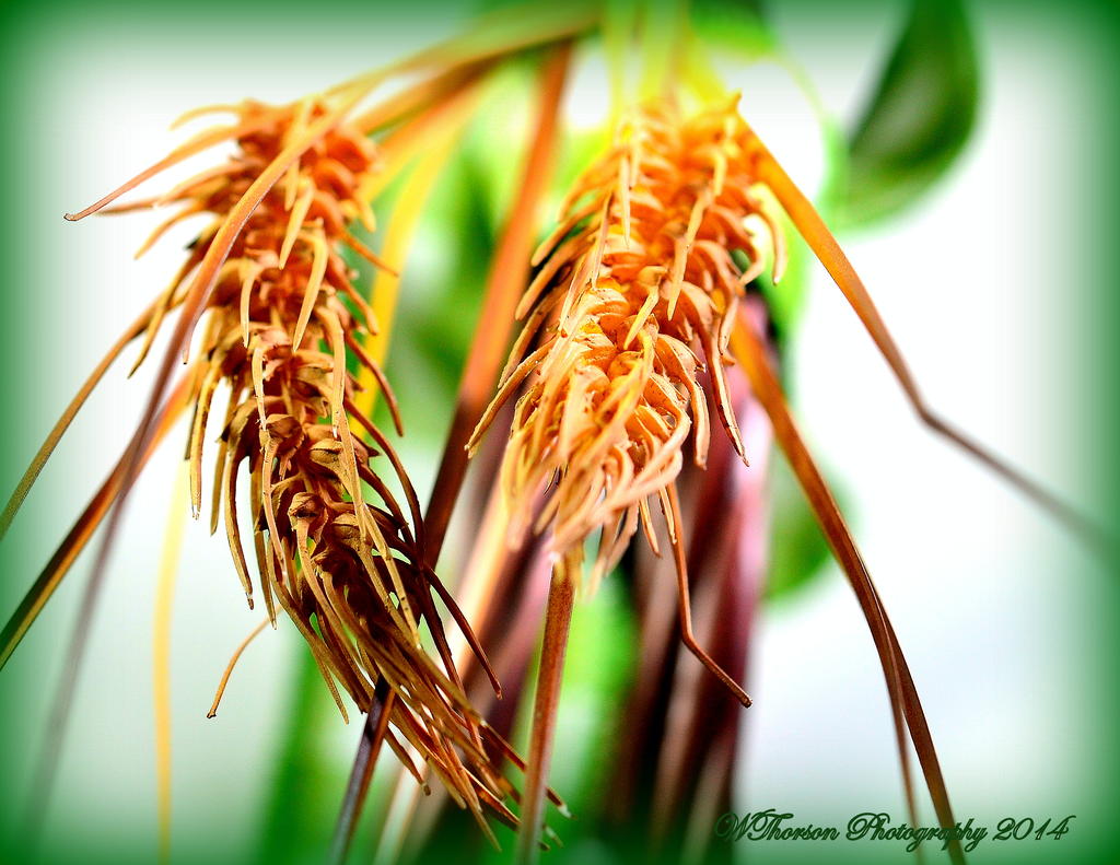 Wheat.jpg