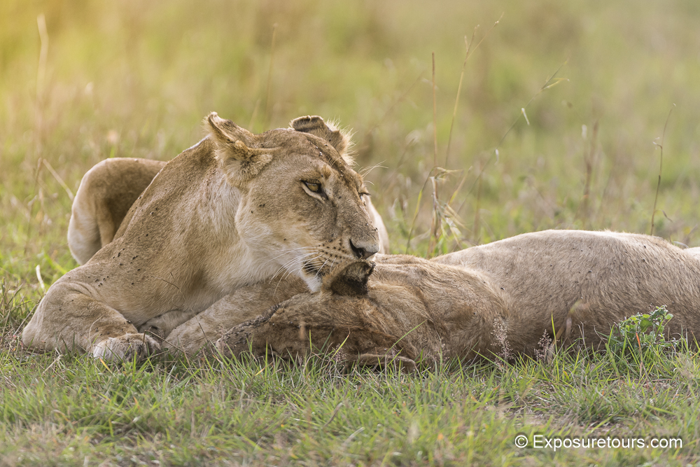 whispering lions exposuretours.jpg