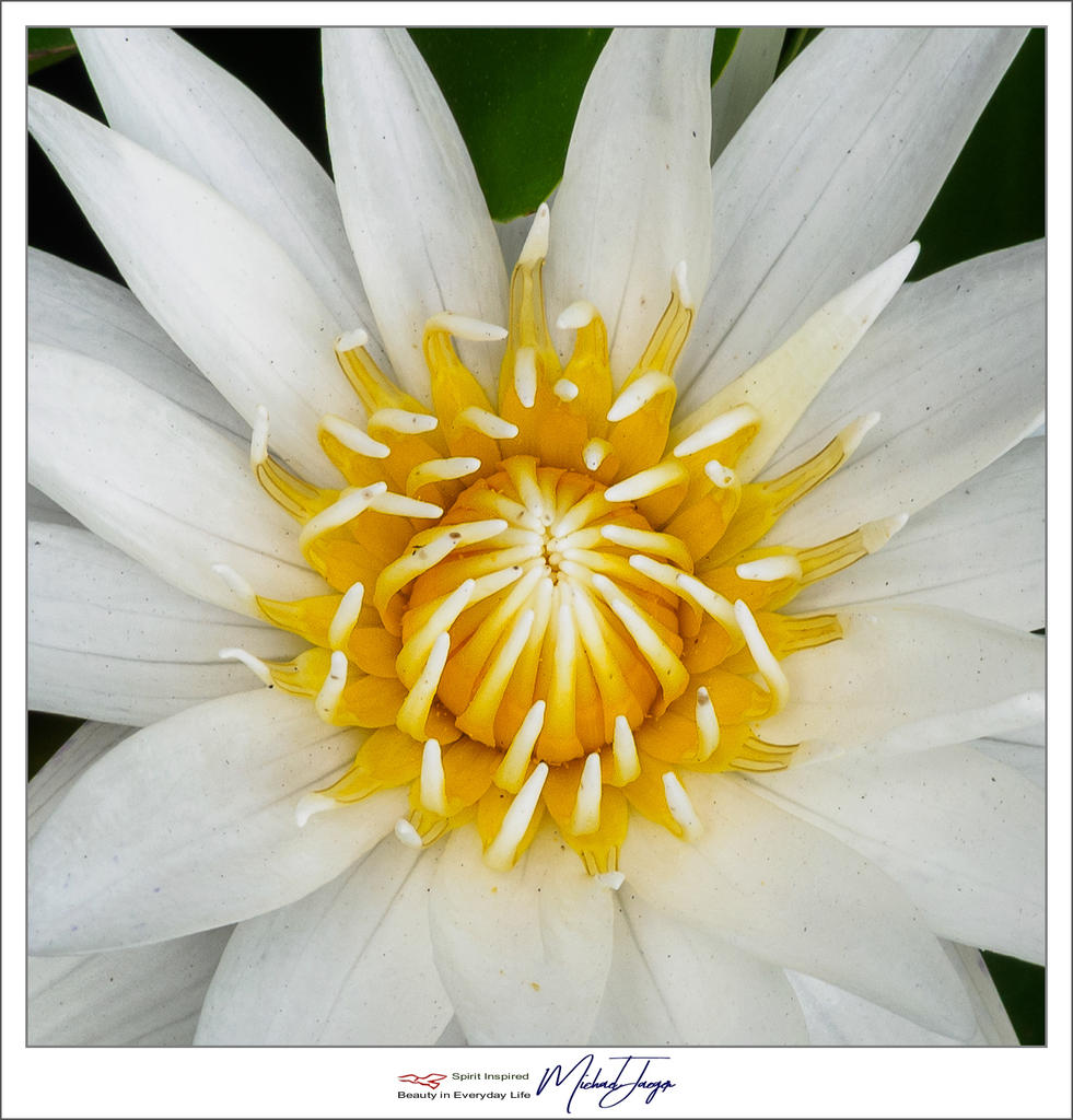 white-1-2.jpg