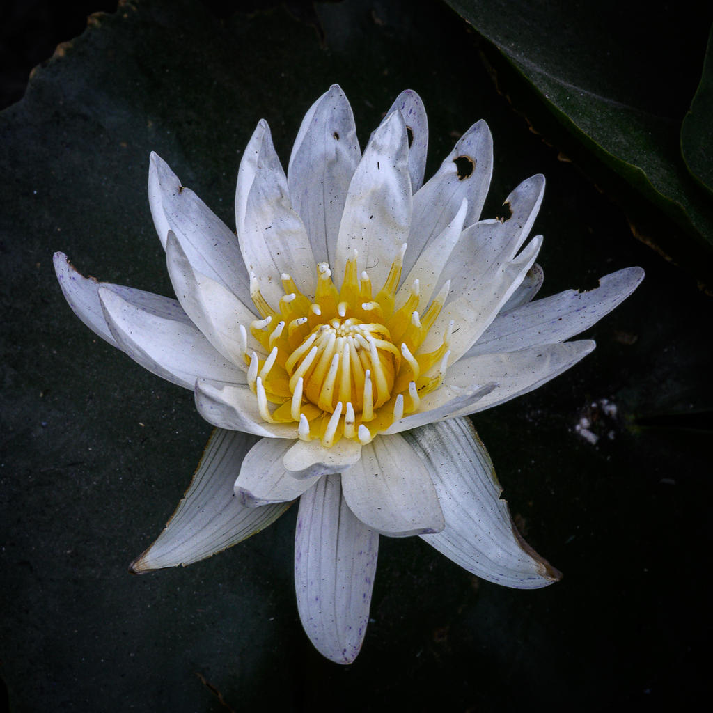 white-1.jpg