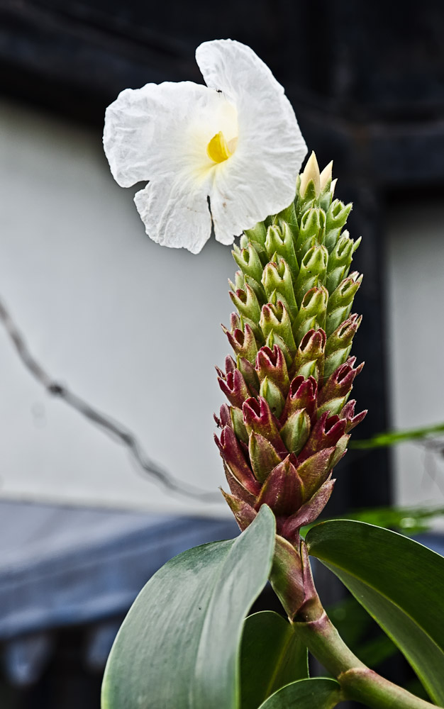 white-1.jpg